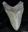 Inch Megalodon Tooth #1164-2